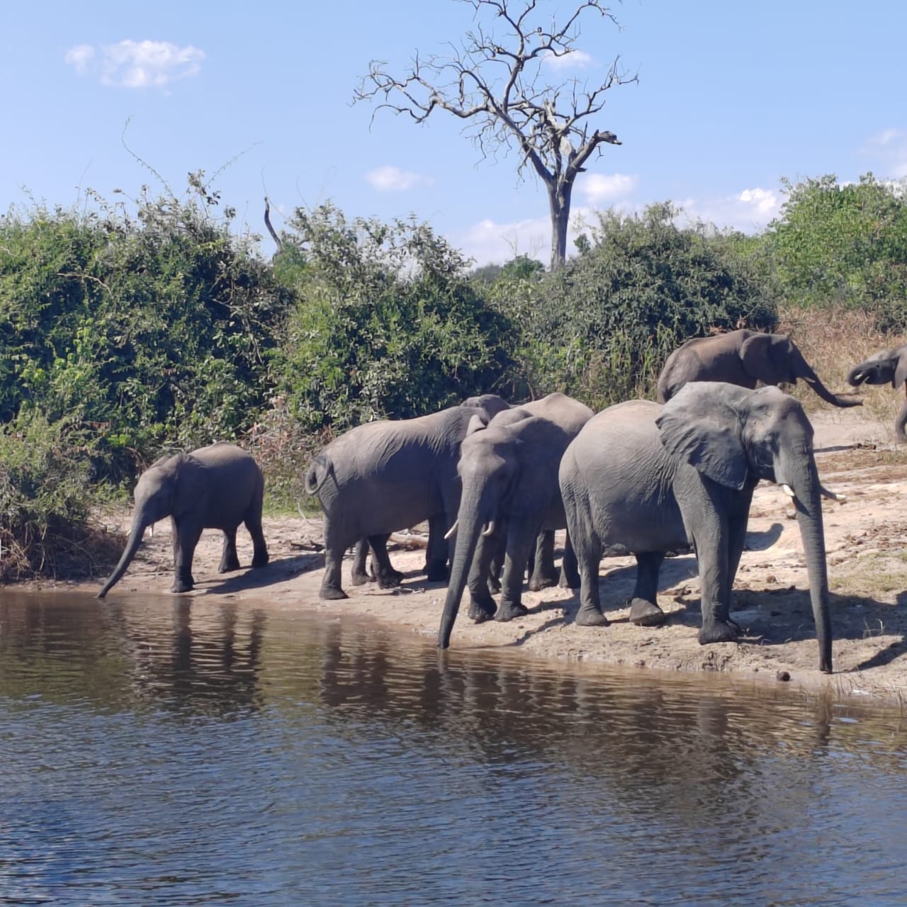Éléphants en Afrique avec Timuntu Travel
