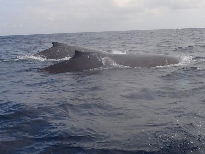 Baleines à bosse au large des côtes du Gabon