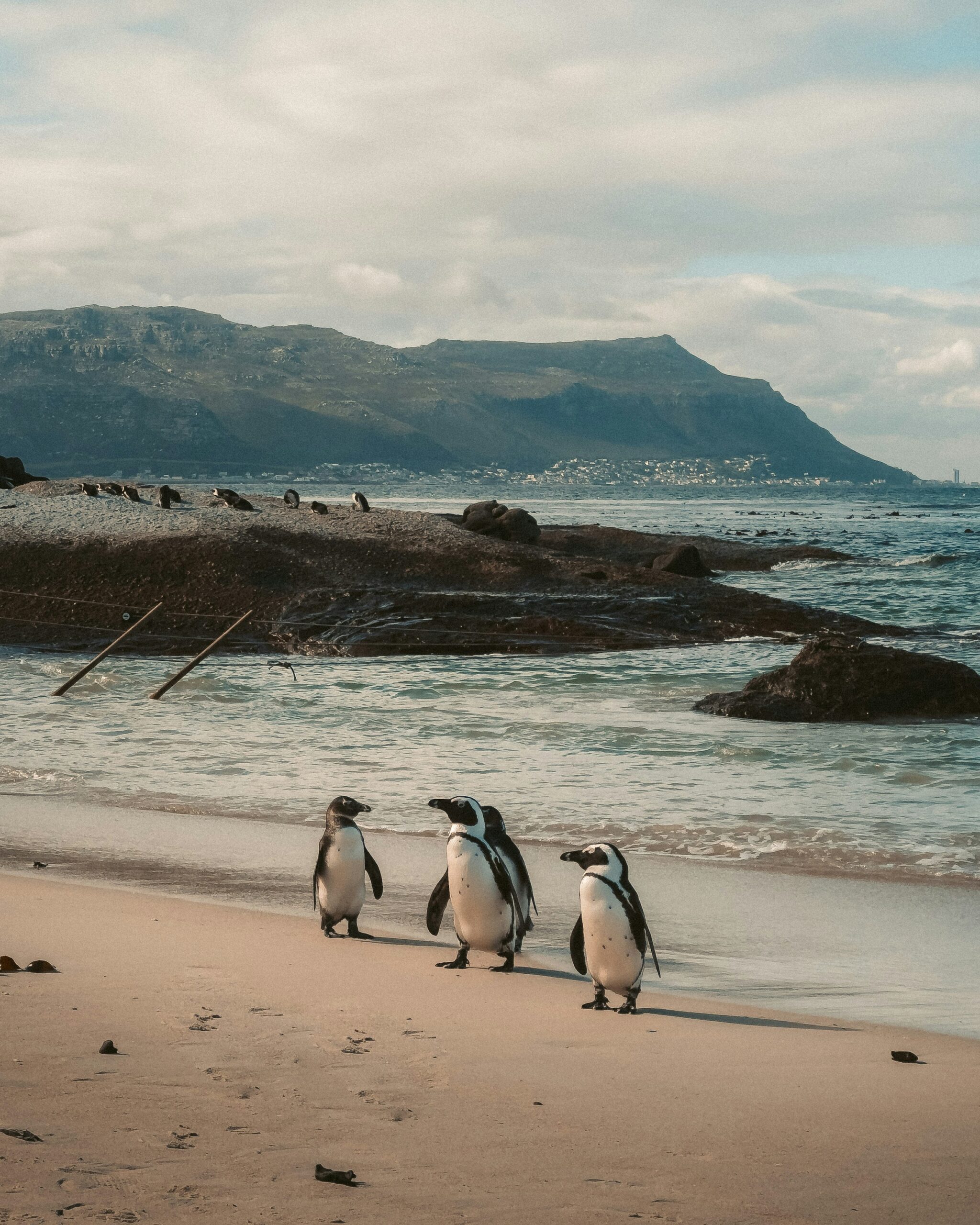 Manchots africains à Boulders Beach