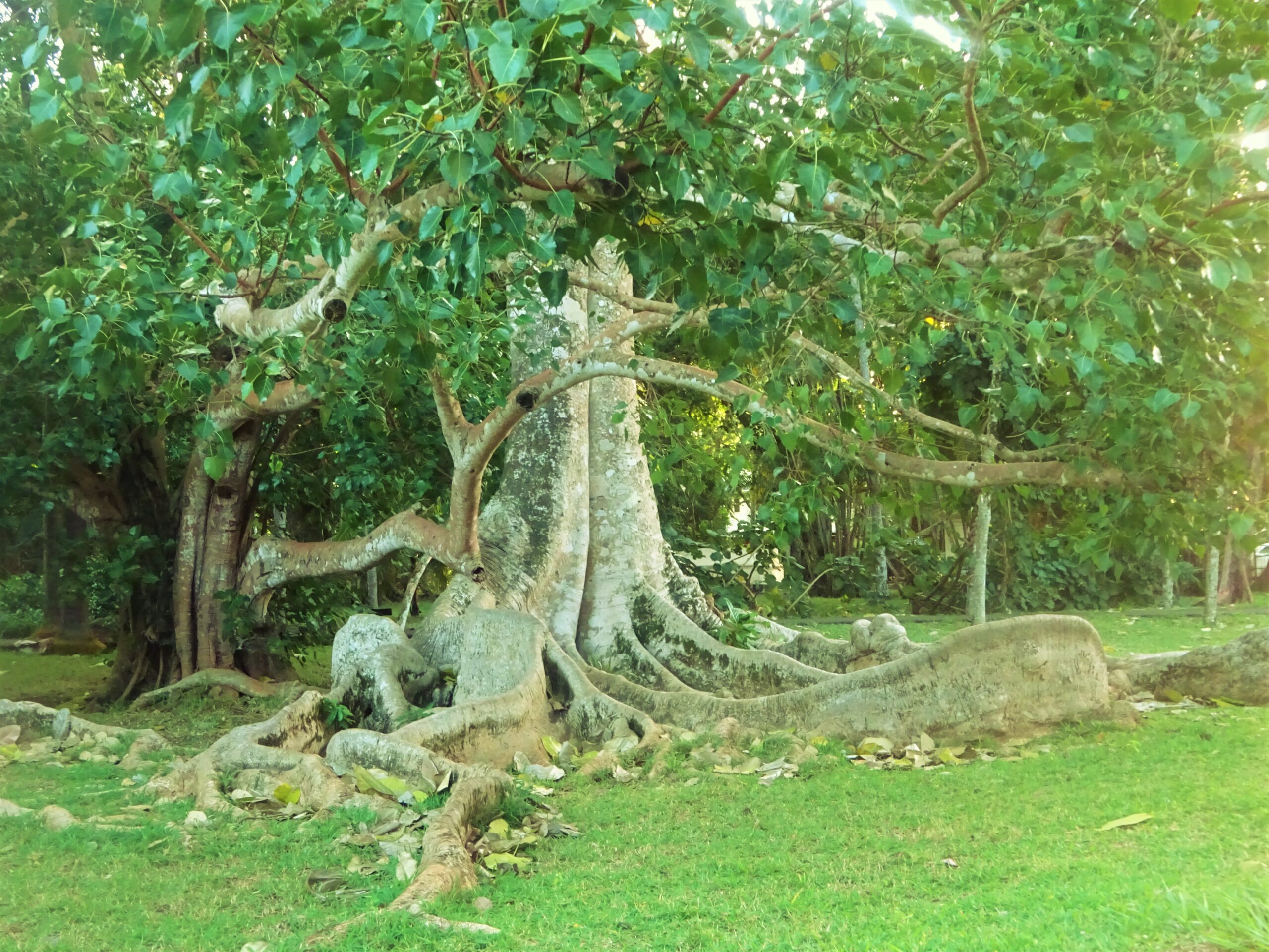 Végétation tropicale à Maurice