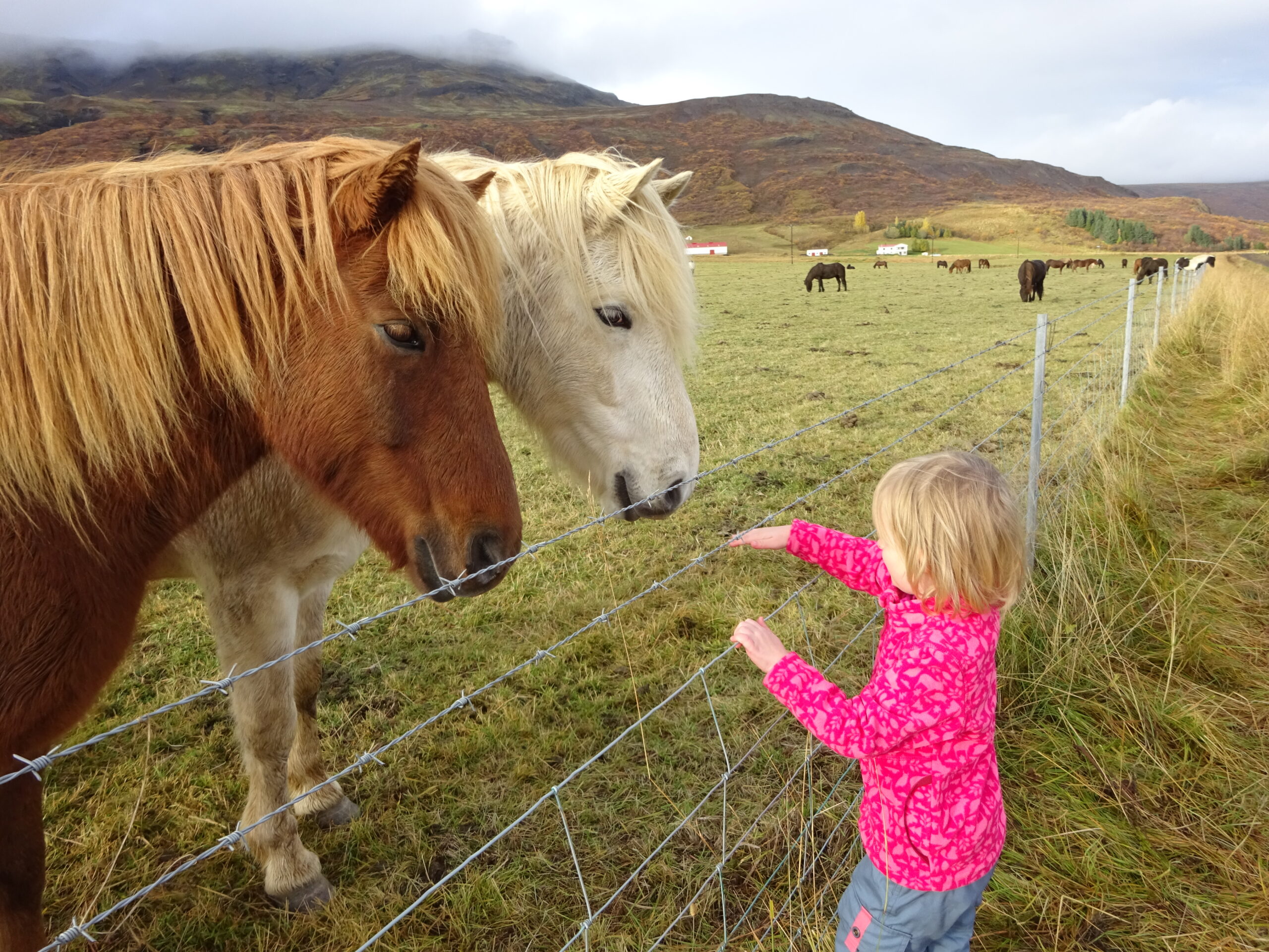 Chevaux islandais