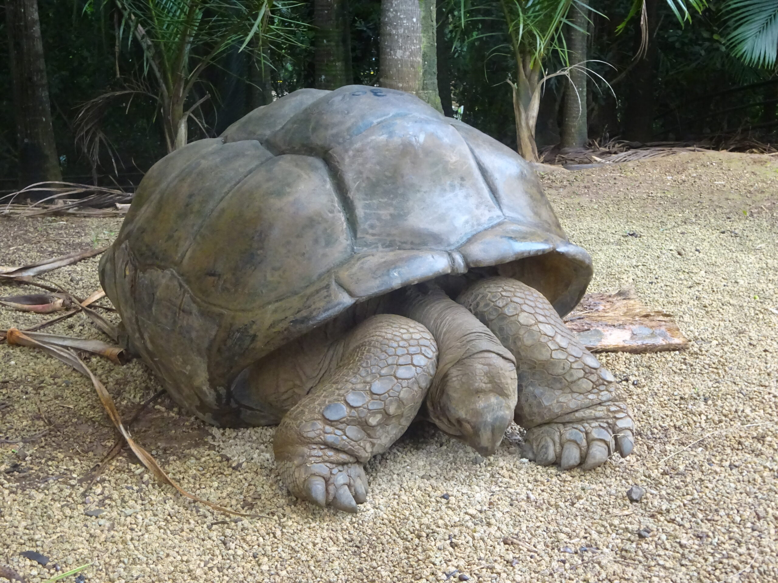Tortue terrestre à Maurice