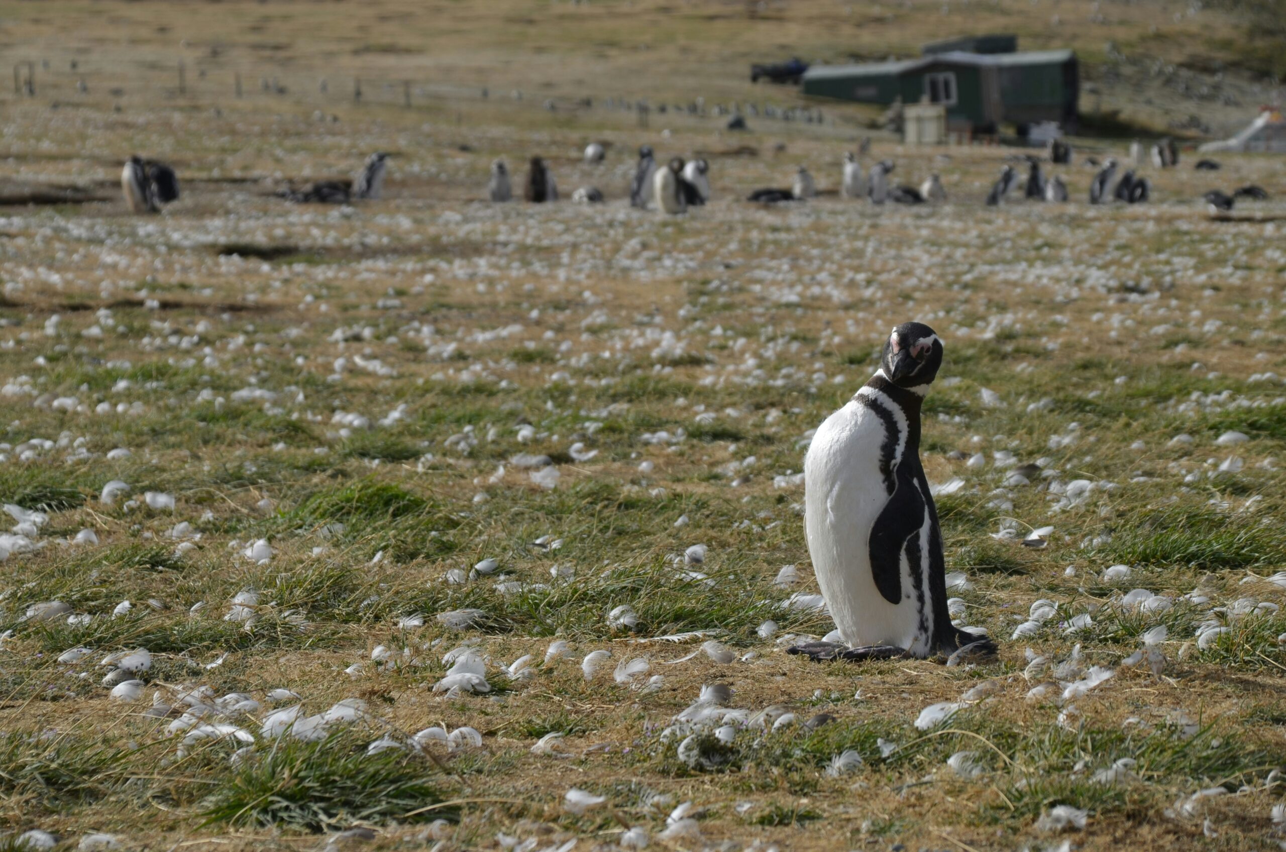 Manchot dans les terres australes