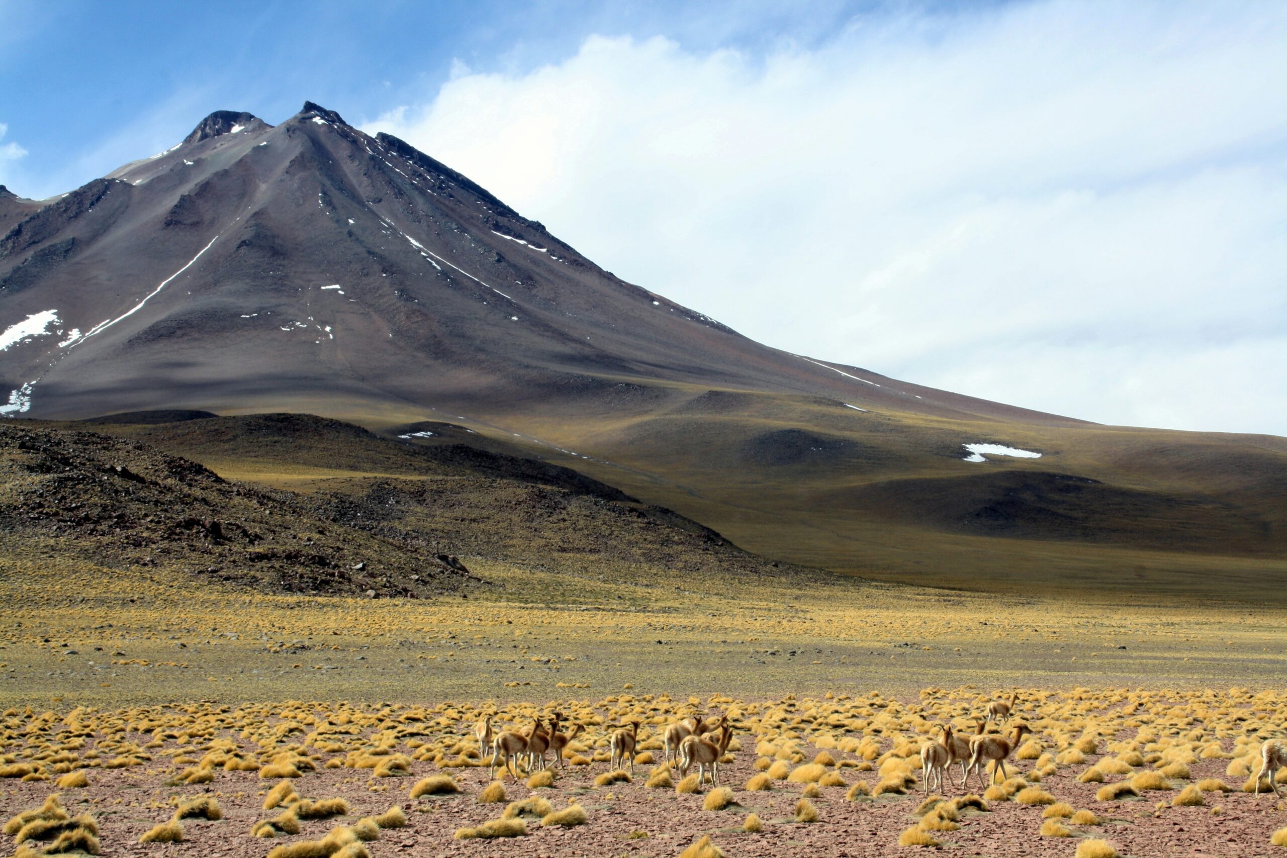 Guanacos dans les grands espaces chiliens