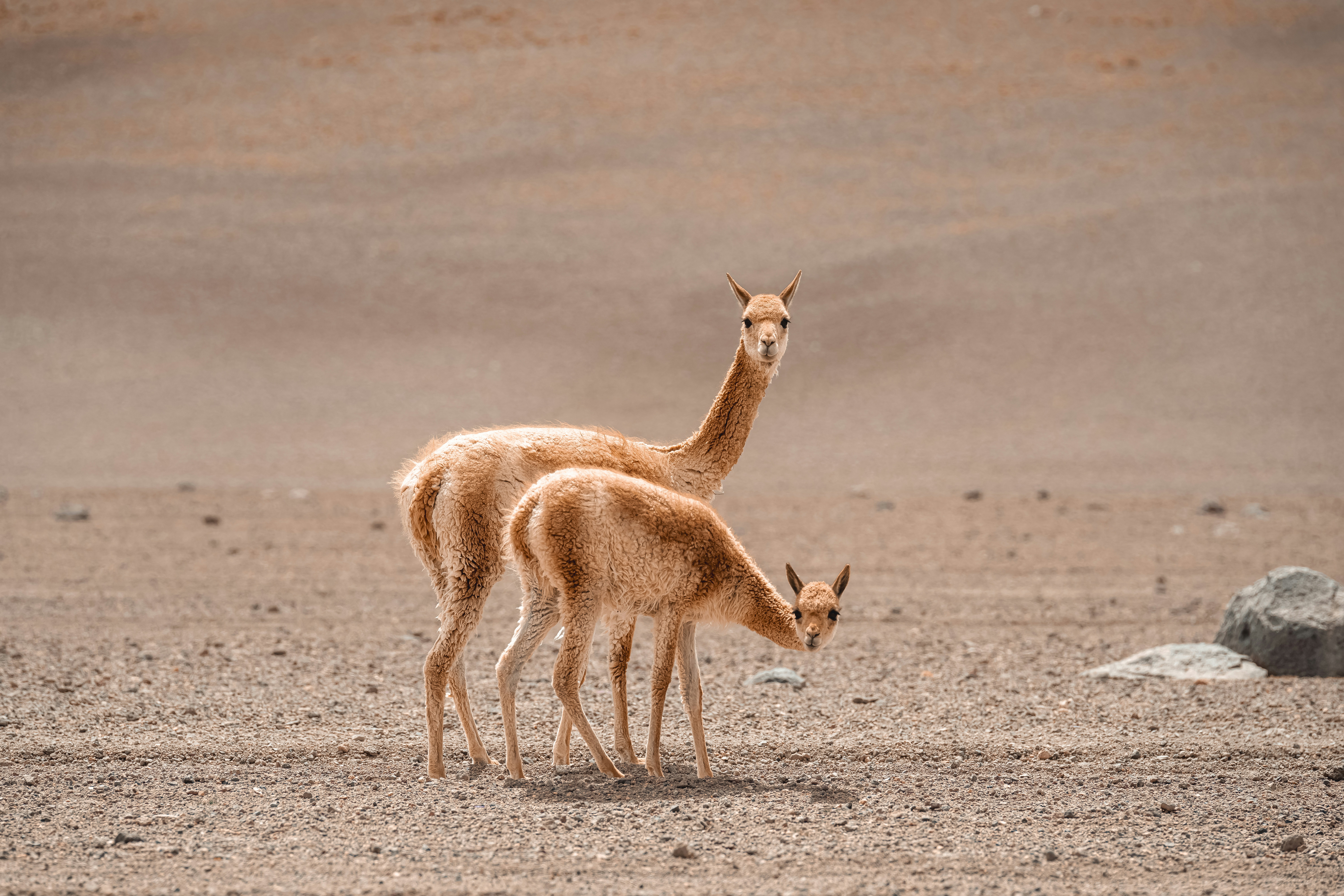 Vigognes dans l’Atacama