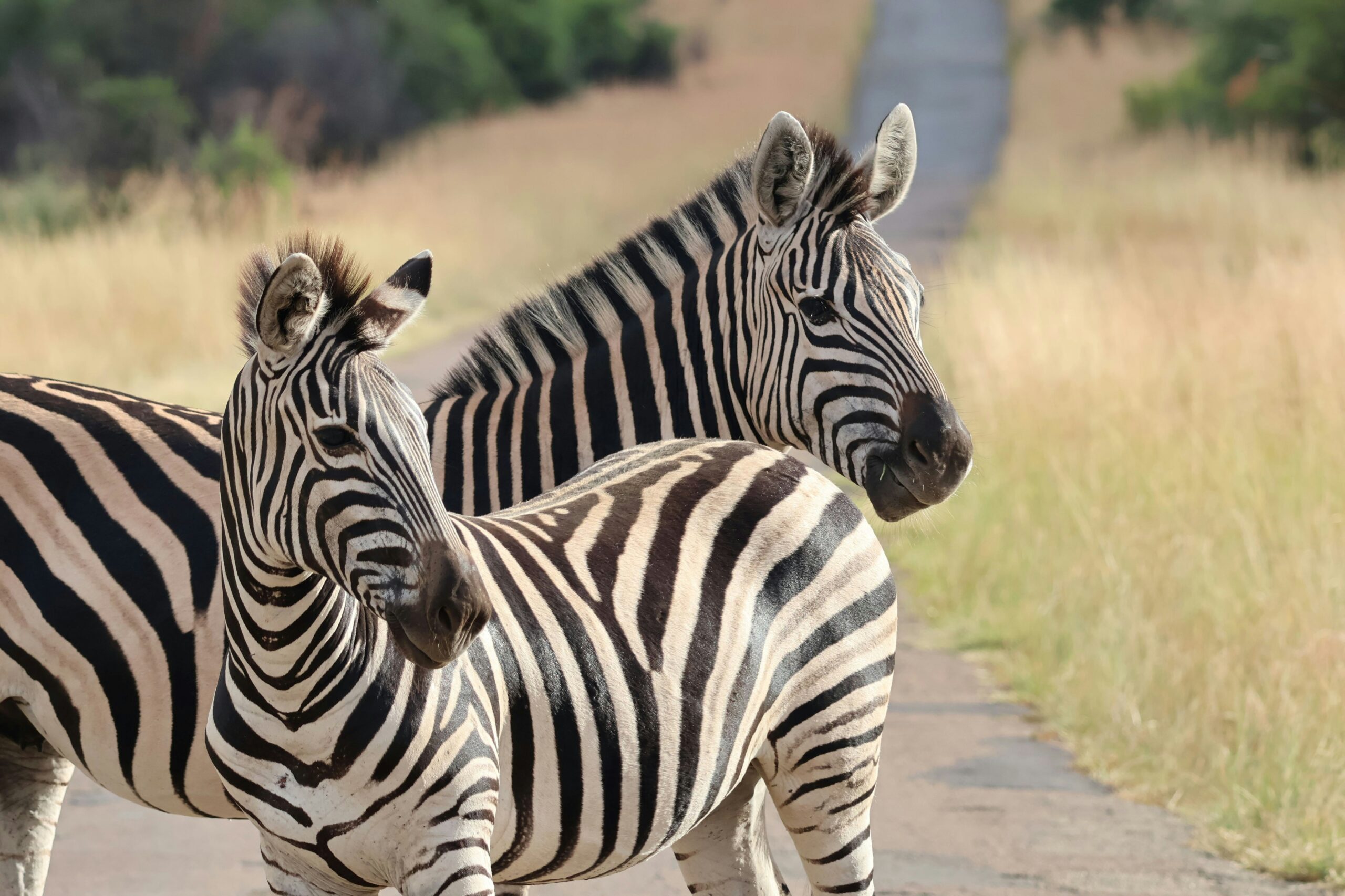 Zèbres dans les paysages d'Afrique du Sud